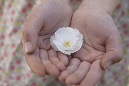 Close-up of little girls hands cupped together and holding a cherry blossom の写真素材