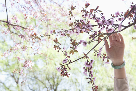 Close up of woman's hand touching a branch with pink cherry blossoms in a park in the springtimeの写真素材