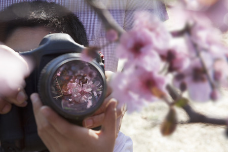 Father helping his son take photographs of the cherry blossoms on the branch, springtime, Beijingの写真素材