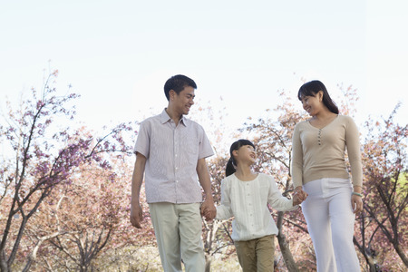 Happy family holding hands and taking a walk amongst the cherry trees in a park in springtime, Beijingの写真素材