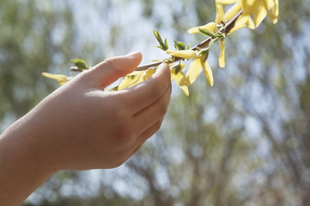 Close up of little girls hand touching a yellow blossom on a tree, outdoors in the park in...