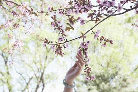 Close up of woman's hand touching a branch with pink cherry blossoms in a park in the springtimeの写真素材