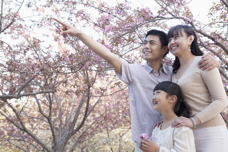 Smiling family looking up and admiring the cherry blossoms in the park in springtime, Beijingの写真素材
