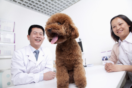 Woman with pet dog in veterinarian's officeの写真素材