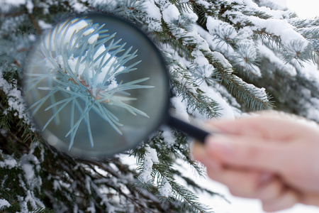 A person holding a magnifying glass next to a fir treeの写真素材