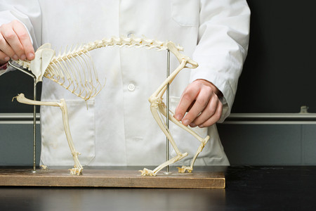 Student stood with animal skeletonの写真素材