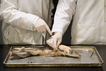 Two people experimenting on a dead fishの写真素材