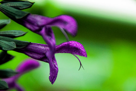 Nature photography from all over Switzerland.の写真素材