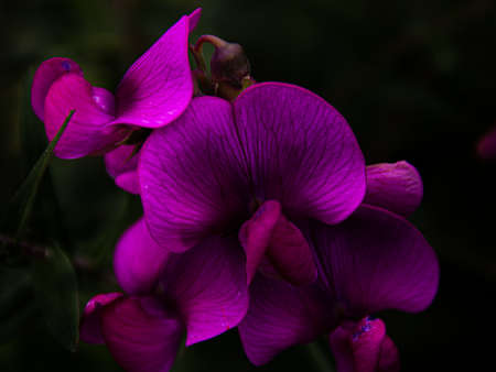 Nature photography from all over Switzerland.の写真素材