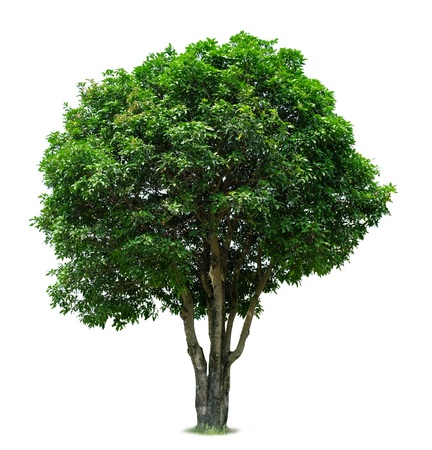 Mango Tree Mango Tree
