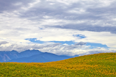 lily flowerの写真素材