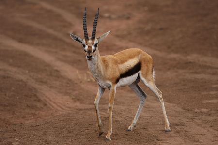 Africa antelope in savanaの写真素材