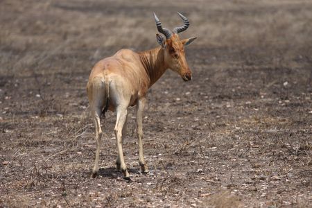 Africa gazelle standing in desertの写真素材