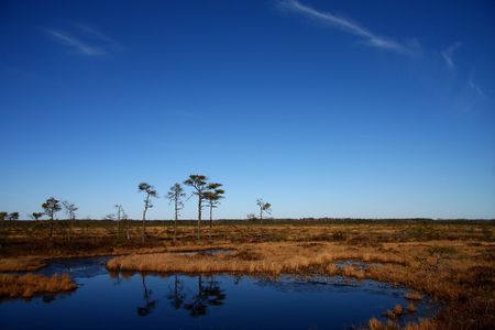 Spring in a marsh with blue sky