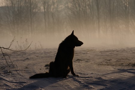 Dark silhouette of dog in cold winter dayの写真素材