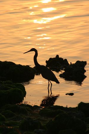 A sihlouette of an egrt looking for an early morning mealの写真素材