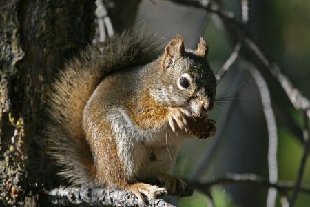 A squirrel eating in a tree