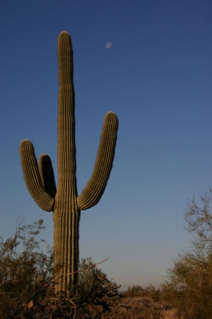 A saguaro cactus in early morning lightの写真素材