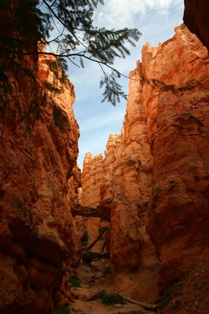 A view from the bottom of Bryce Canyonの写真素材