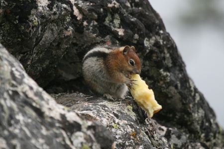 A chipmunk with a big appetiteの写真素材