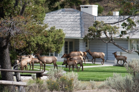 An elk herd visiting a residential homeの写真素材