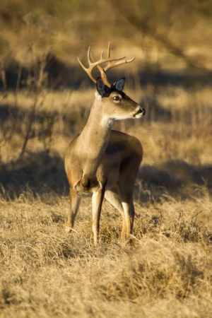 An alert whitetail buck in a fieldの写真素材
