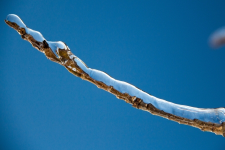 A closeup of a branch encased in ice after an ice storm