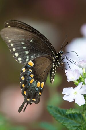 A spicebush swallowtail butterfly on a white impatiens blossomの写真素材