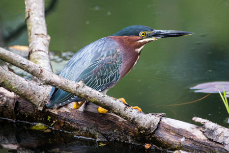 A green heron looking for a mealの写真素材