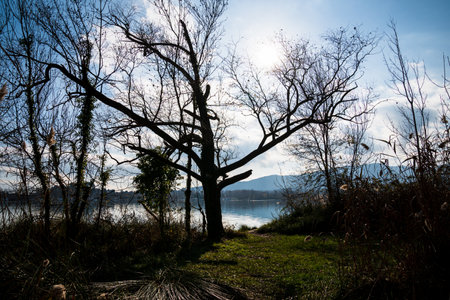 Leafless tree in winter on the shore of Lake Banyoles. In the morning.の写真素材