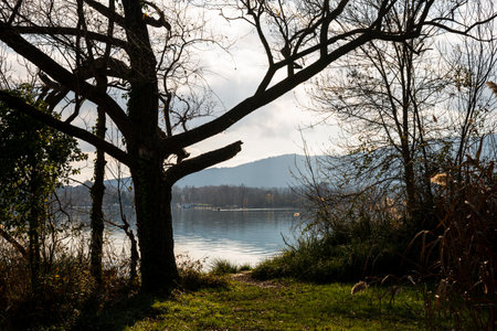 Leafless tree in winter on the shore of Lake Banyoles. In the morning.の写真素材