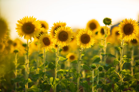 Sunflower field landscape. field of blooming sunflowers on a background sunset. Sunflower natural background, Sunflower bloomingの写真素材