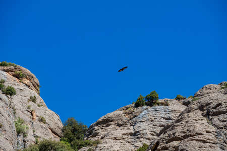 Gorge of Collegats in the Pyrenees. In the middle of spring. On a sunny day with no clouds in the sky and a completely blue sky. In the sky a vulture flying over the rocks in search of food.の写真素材