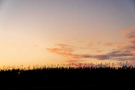 Silhouette of a field of flowers during sunset. The sky has some completely red clouds.の写真素材
