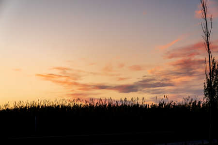 Silhouette of a field of flowers during sunset. The sky has some completely red clouds.の写真素材