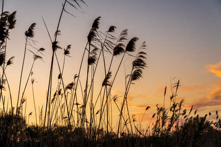 Silhouette of a field of flowers during sunset. The sky has some completely red clouds.の写真素材