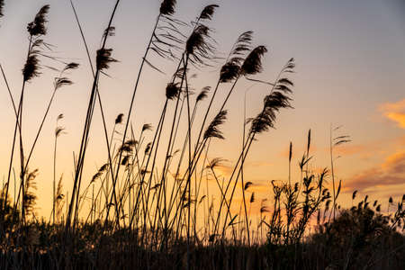 Silhouette of a field of flowers during sunset. The sky has some completely red clouds.の写真素材