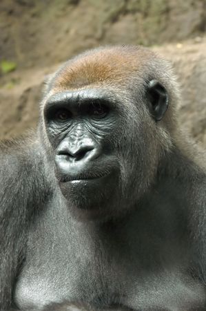 Large Gorilla sitting and thinking in deep thought