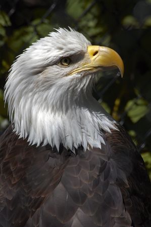 American Eagle in captivity on Long Island