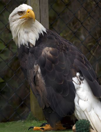 Eagle in cage at Sweetbriar Farm in Long Island