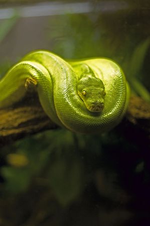 Green Tree Snake in natural environment