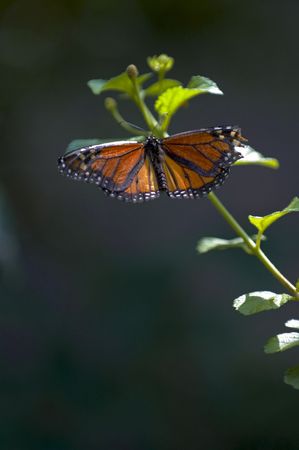 A Tan and Black Butterfly on a flower