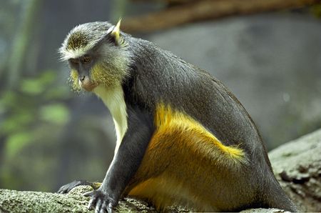 A Black and Brown Monkey on a tree limb