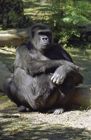A Gorilla Sitting and Scowling in the Shadeの写真素材