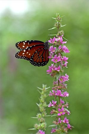 A Brown and Black Butterfly climbing a flowerの写真素材