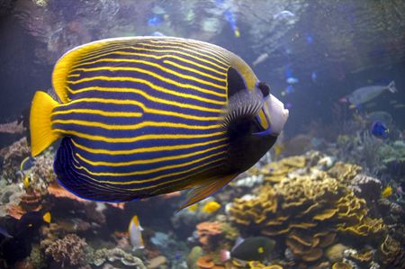 A Blue Fish with Golden Stripes in Aquariumの写真素材