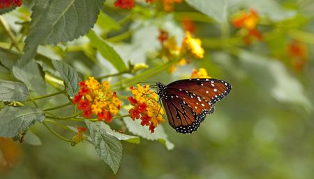 Brown and Black Butterfly feeding on plantsの写真素材