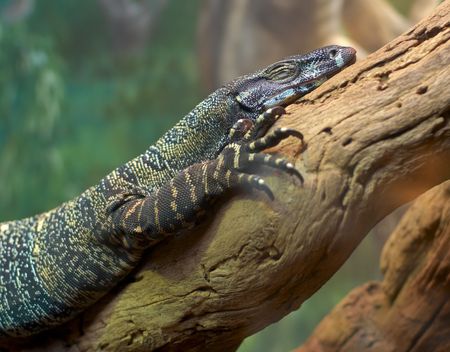A Lizard Climbing up a Tree Branch