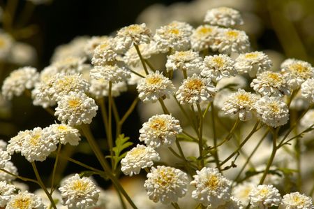 White and Yellow groups of flowers at Sunriseの写真素材