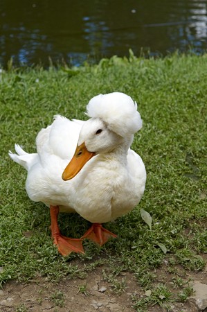 A very peculiar loooking Duck with feathers on it's headの写真素材